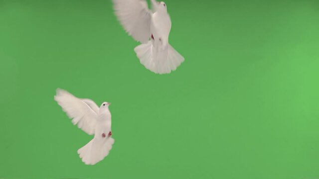 Two white doves are flying to each other on a green screen.