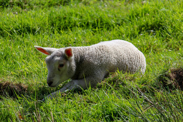 Obraz premium sheep in a meadow