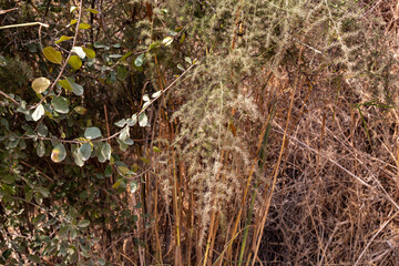 Hills overgrown  with greenery near the HaTanur waterfall, which is located in the continuation of the rapid, shallow, cold mountain Ayun river in the Galilee in northern Israel