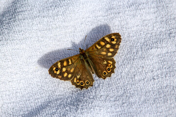 Fototapeta na wymiar butterfly on a blanket