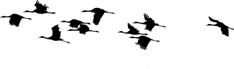 silhouettes in flight of Common Crane (Grus grus), isolated on white background