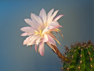 Blühender Seeigelkaktus,  (Echinopsis)