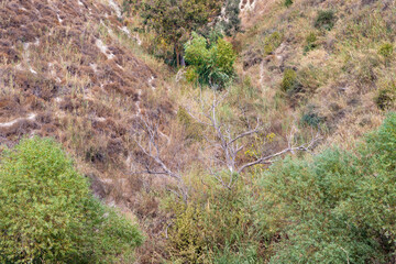 Fototapeta na wymiar Hills overgrown with greenery near the HaTanur waterfall, which is located in the continuation of the rapid, shallow, cold mountain Ayun river in the Galilee in northern Israel