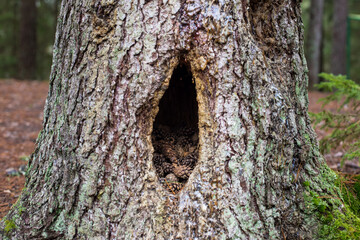 hollow in a tree with cones for squirrels in the forest