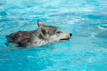 A young Siberian Husky female dog is swimming in a pool. She has wet grey and white fur. The water has an azure and blue color, with waves and splashes. It's a sunny summer day.