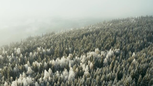 Flying over the norwegian winter forest in late November. It's cold and misty, but some sun.  Shot in s&oslash;rkedalen, Oslo, Norway. 