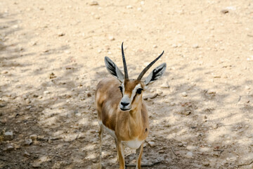 impala antelope in kruger national park