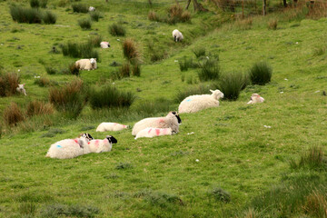 élevage de moutons