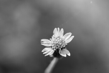 white daisy flower in black and white 