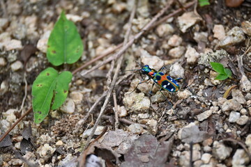 美しい日本のハンミョウ（Cicindela chinensis japonica）