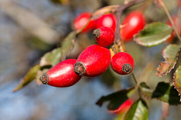 Fruits sauvages d'automne