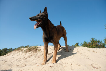 Belgian shepherd standing waiting outdoors in sand dunes on a sunny day with clear sky