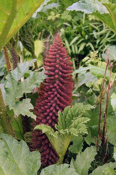 fleur du gunnera
