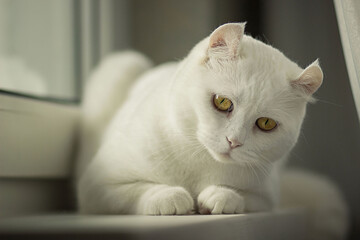 The white cat with yellow round eyes is lying on the windowsill. Image with selective focus and toning. Image with noise effects. Focus on the eyes.
