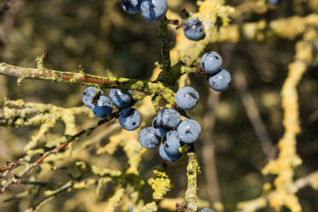 Aliment des oiseaux sauvages