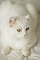 The white cat with yellow round eyes lies. Image with selective focus and toning. Image with noise effects. Focus on the eyes.