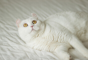 The white cat with yellow round eyes lies and looks up. Image with selective focus and toning. Image with noise effects. Focus on the eyes.

