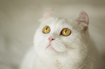 The white cat with yellow round eyes sitting and looks up. Image with selective focus and toning. Image with noise effects. Focus on the eyes.

