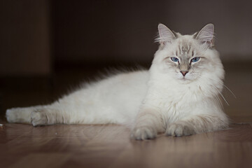 Siberian cat with blue eyes lying on the floor. Image with selective focus and toning. Image with...