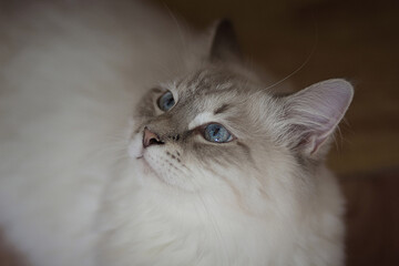 Siberian cat with blue eyes looks up. Image with selective focus and toning. Image with noise effects. Focus on the eyes.