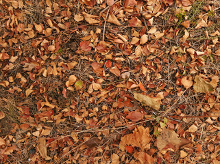 Fallen dry leaves in autumn for texture