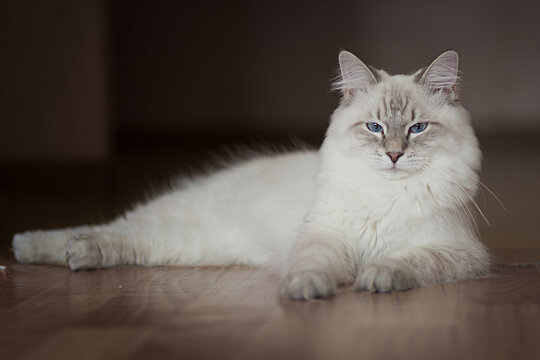 Siberian cat with blue eyes lying on the floor. Image with selective focus and toning. Image with noise effects. Focus on the eyes.