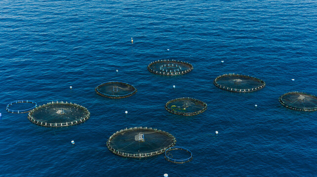 Aerial view of fish farming pods of the coast of Palm-Mar, Tenerife, Canary islands, Spain.