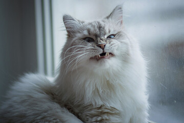 Siberian cat with blue eyes is lying on the windowsill and shows his teeth . Image with selective focus and toning. Image with noise effects. Focus on the eyes.