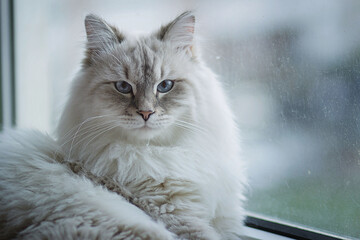 Siberian cat with blue eyes is lying on the windowsill. Image with selective focus and toning. Image with noise effects. Focus on the eyes.