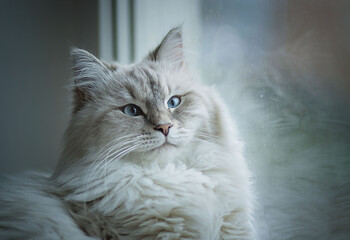 Siberian cat with blue eyes is lying on the windowsill. Image with selective focus and toning. Image with noise effects. Focus on the eyes.