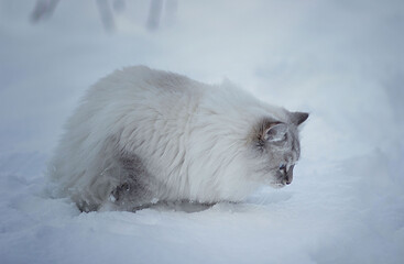 Siberian cat with blue eyes sitting on the snow and sniffing it. Image with selective focus and toning. Image with noise effects. Focus on the eyes.

