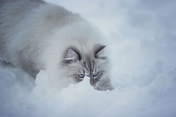 Siberian cat with blue eyes sitting on the snow and sniffing it. Image with selective focus and toning. Image with noise effects. Focus on the eyes.