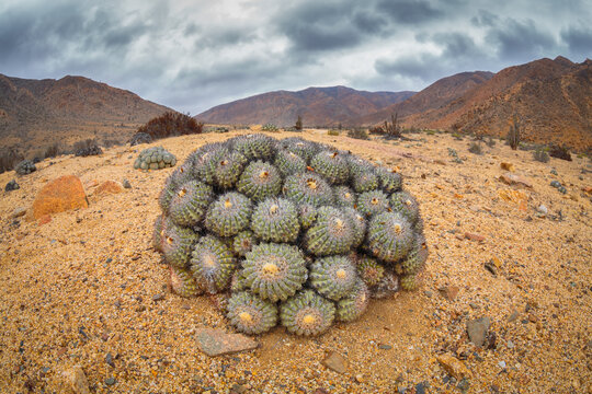 Copiapoa longistaminea cactus
