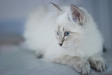 Siberian cat with blue eyes lies. Image with selective focus and toning. Image with noise effects. Focus on the eyes.