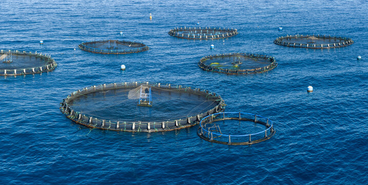 Aerial view of fish farming pods of the coast of Palm-Mar, Tenerife, Canary islands, Spain.