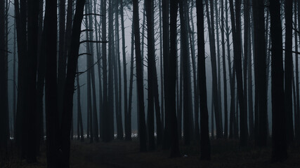 Dark a dark pine forest in the late evening landscape, Wallpaper