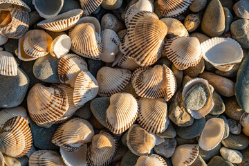 seashells on the beach seashore