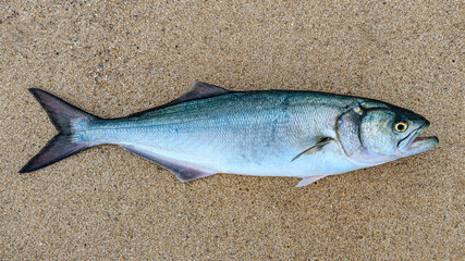 Bluefish (Pomatomus saltatrix)

A 7 pound bluefish caught surfcasting along the shores of Martha's Vineyard during the fall run.