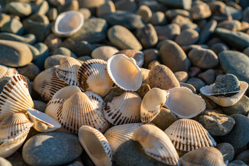 seashells on the beach seashore