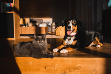 grey cat and entlebucher mountain dog