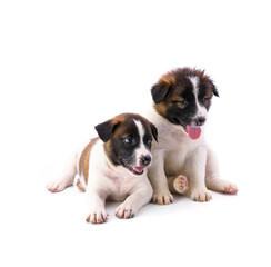 Two puppies with white and brown fur are healthy and strong, with beautiful soft hair on a white background.