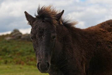 Dartmoor pony foal in Dartmoor National Park