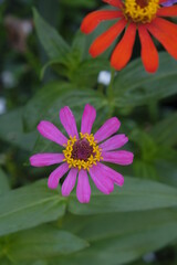 Close-up photo of colorful zinnia flower in the garden.