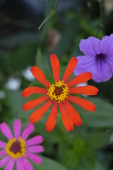 Close-up photo of colorful zinnia flower in the garden.