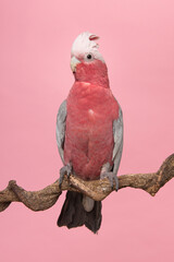 Pretty pink galah cockatoo, seen from the side sitting on a branch on a pink background with its crest up