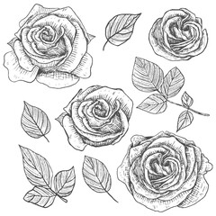 Roses. Flowers, leaves and branches. Botanical elements set. Hand drawing. Black engraving, graphics, line art. Vintage. Black and white. Isolated vector illustrations