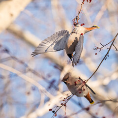 Birds waxwing on a tree close-up