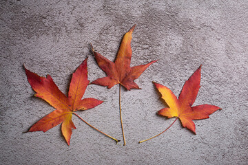 Red and orange fall leaves on a grey background