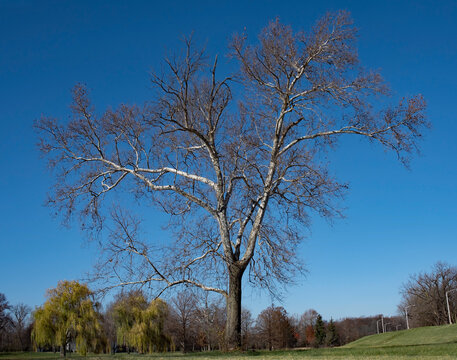 Large Bare Sycamore Tree in Early Winter