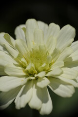 Close-up photo of white zinnia flower in the garden.